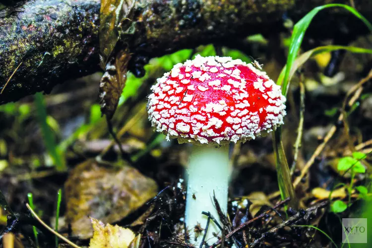 Op zoek naar de mooiste paddenstoelen in de herfstvakantie