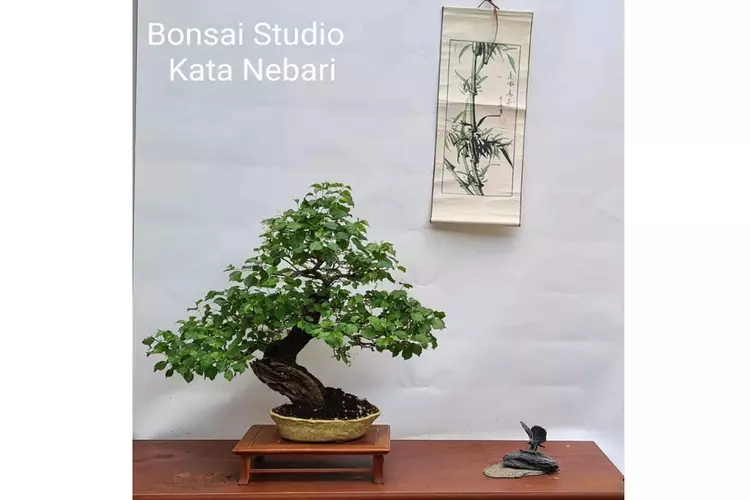 Zelf Bonsai maken