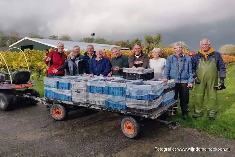 Laatste druivenpluk van dit seizoen bij Wijndomein De Koen