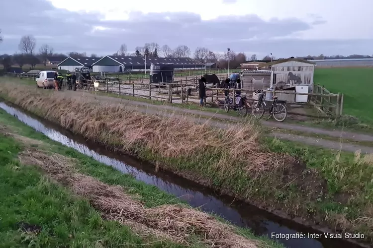 Paarden in beslag genomen na vondst dode pony