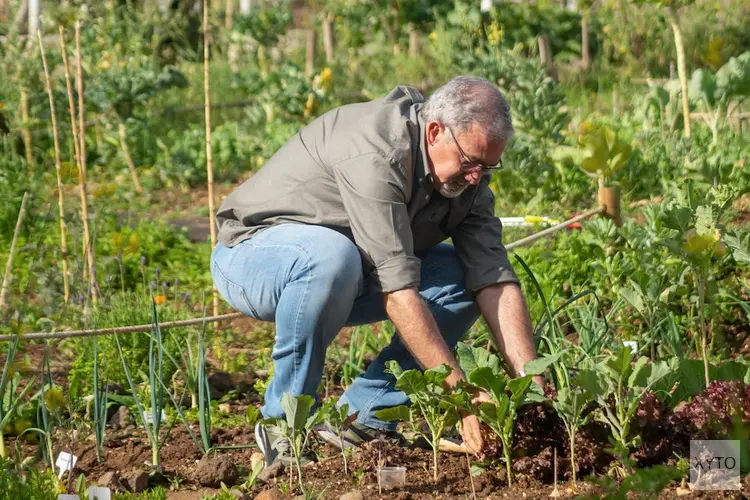 Kan een eigen moestuin je geld besparen?