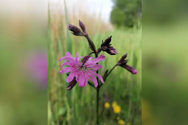 Geniet van de lente in het Geestmerambacht