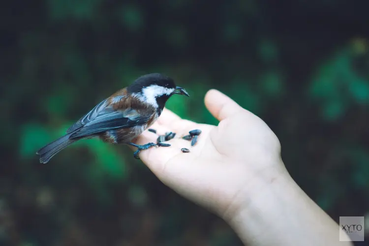 Vogelhuisjes in je tuin - Een uitnodiging voor prachtige natuurlijke ontmoetingen