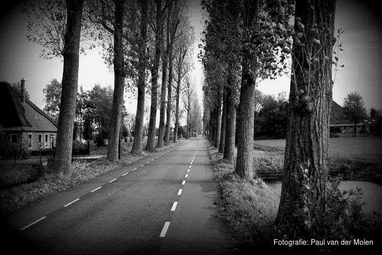 De Middenweg wordt weer een bomenlaan