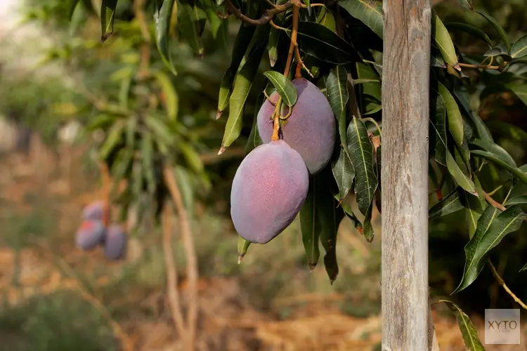 Wat gebeurt er met een mangoboomgaard als er geen fruit meer groeit?