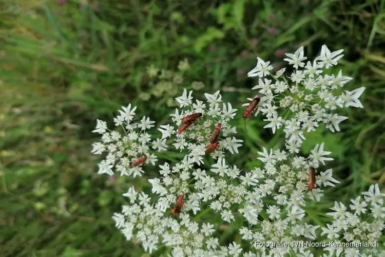 Natuurwandeling op zondag 4 augustus door Geestmerambacht