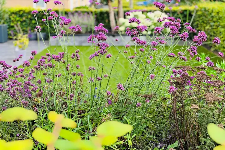 Wat moet ik doen om mijn tuin winterklaar te maken?